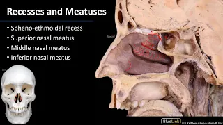 Nasal Cavity, Sinuses and Ear - Lateral Wall of Nasal Cavity