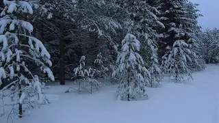 Маленькая, зимняя лесная речушка. Ловля на безмотылку спортивной плотвы.