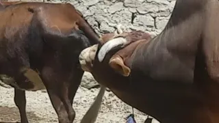 Lovely meeting heavy bull with cow beautifull ||Animals Earth ||