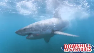 Downhill Adventures - Shark Cage Diving