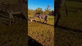 donkey meeting #donkey #please #youtube