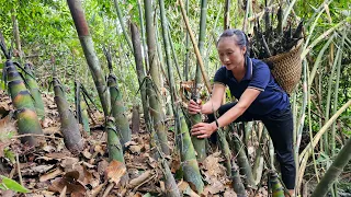 Harvest bamboo shoots - How to boil bamboo shoots to bring to the market to sell | Ly Thi Tam