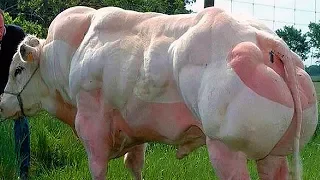 5 самых удивительных пород коров в мире