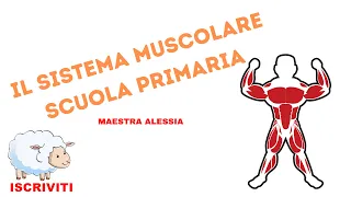 I muscoli scuola primaria