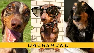 Naughty Dachshund Video Try to not Laugh , Miniature sausage puppies Takca Weiner perros salchicha