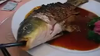 Chinese eating LIVE fish