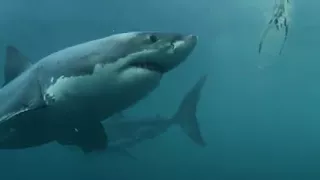 Documental: El tiburón de las profundidades
