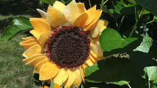 Sunflower Kit