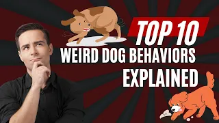 Top 10 Weird Dog Behaviors Explained 🔥🐶| Weird Dog Behaviour | Dog Body Language| Dog Behaviour