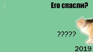 КАК Я СПАС ТРЁХЛАПОГО КОТА В 2019 ГОДУ