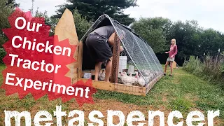 Our Chicken Tractor Experiment, Pros and Cons