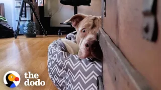 Dog Found By Highway Sprints To His New Family | The Dodo Foster Diaries