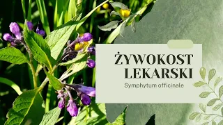 ŻYWOKOST LEKARSKI - Leczy i nawozi uprawy. Kompendium Wiedzy #żywokost #żywokostlekarski #ogród