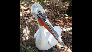 Пеликан в Дендрарии Сочи. Такой доверчивый