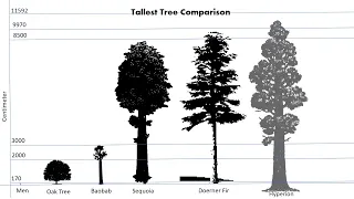 Tallest Tree comparison