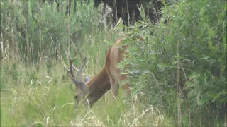 В поисках трофея . Косули. Sibirische Rehe. Auf der Suche nach der Trophäe. In search of a trophy.