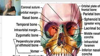 Anatomy of head and neck module in Arabic 2 (Norma frontalis , part 1) , by Dr. Wahdan