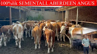 100%lik SEMENTALL ABERDEEN ANGUS BUQALARNI O’ta UDARLARI KELDI shoshling bunaqasi kam keladi