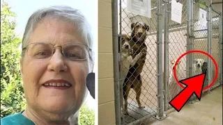 Ältere Frau fragt nach dem ältesten Hund, den niemand adoptieren will. Schaut selber wer es ist!