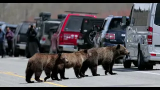 Grizzly Bear 399 & 4 Cubs-Last Week Together-Wildlife Photography-Jackson/Grand Tetons/Yellowstone