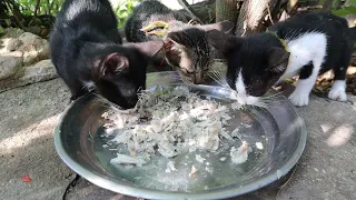 No Mother Poor Kitten eating fish cooking - Kitten eating Boiled fish​ | The Gohan Dog And Cats