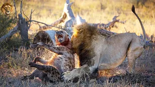 Brutal Lion Attack And Kill Hyena - Wild Animals Fight