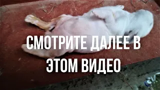 Подкинул КРОЛЬЧАТ чужой крольчихе % Что стало с КРОЛЬЧАТАМИ