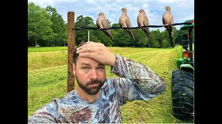 We planted the dove field too late.. | Doves SAGGING the Power Line | Mowing Dove Fields