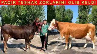 ENG ZOR PORODA SIGIRLAR KELDI SHOSHILING ☎️91-664-20-20 ☎️91-125-40-40