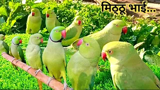 Parrot Sounds Natural Videos | Parrot Voice Natural | Tanishu Singh Miniature|@ParroTube