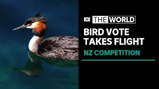 'Fowl play' in hotly contested NZ bird of the century vote | The World