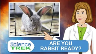 Rabbits: Are You Rabbit Ready? | Science Trek