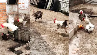 Roosters who are very active