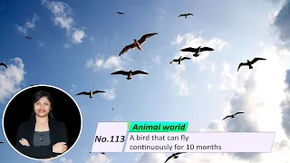 No. 113, Animal World : A bird that can fly continuously for 10 months. (ISL)