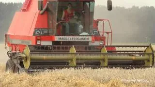 Massey Ferguson 31XP harvesting grain - graanoogst - Getreideernte - Biddinghuizen, Holland