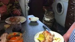 Кошка просит лапкой еду и кушает за столом