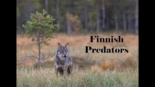 Finnish Predators