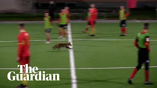 Fox in the box: furry pitch invader disrupts Estonian football match