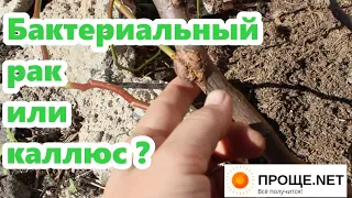 Что это на розе❓❓ Бактериальный рак или каллюс❓ Прошу совета у бывалых розоводов.