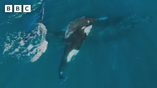 Orcas KIDNAP a baby whale 🐋 | Mammals - BBC