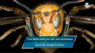 El nido de "avispones asesinos" que encontraron por primera vez en Estados Unidos