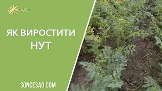 🌰  Нут: корисні властивості та правила вирощування 🌰