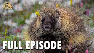 Wild America (1992) | S11 E7 'The Prickly Porcupine' | Full Episode | FANGS