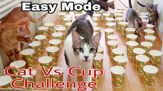 Can my cats cross the course without knocking down the cups | Obstacle Challenge