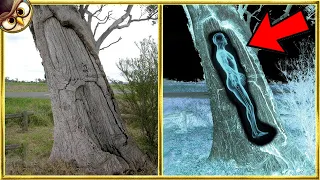 20 Bizarre Things Found In Trees