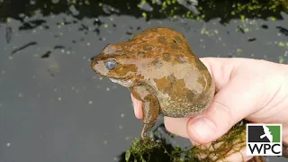 Life under ice: Oregon spotted frogs overwintering