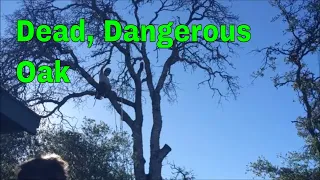 Dead, Dangerous Oak Removal, Climbing, Removing Limbs over House, Felling with Advantage