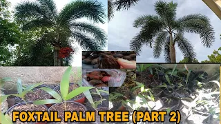 FOXTAIL PALM TREE ( PART 2 )