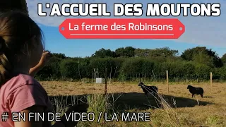 Débuter un élevage de moutons pour l'écopâturage, présentation de la bergerie, mouton d'ouessant.