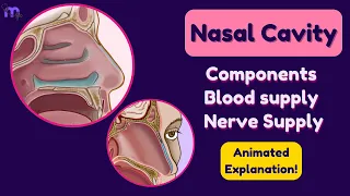Nasal Cavity | Blood & Nerve supply | Clinical significance | Anatomy | Animated explanation